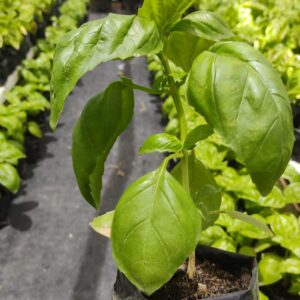 Albahaca hoja ancha