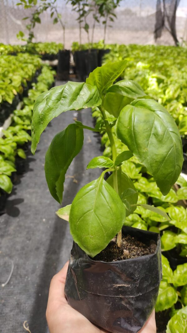 Albahaca hoja ancha