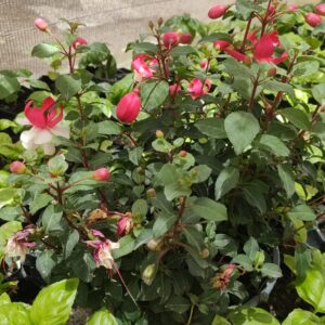 Fucsia blanca - Próximamente