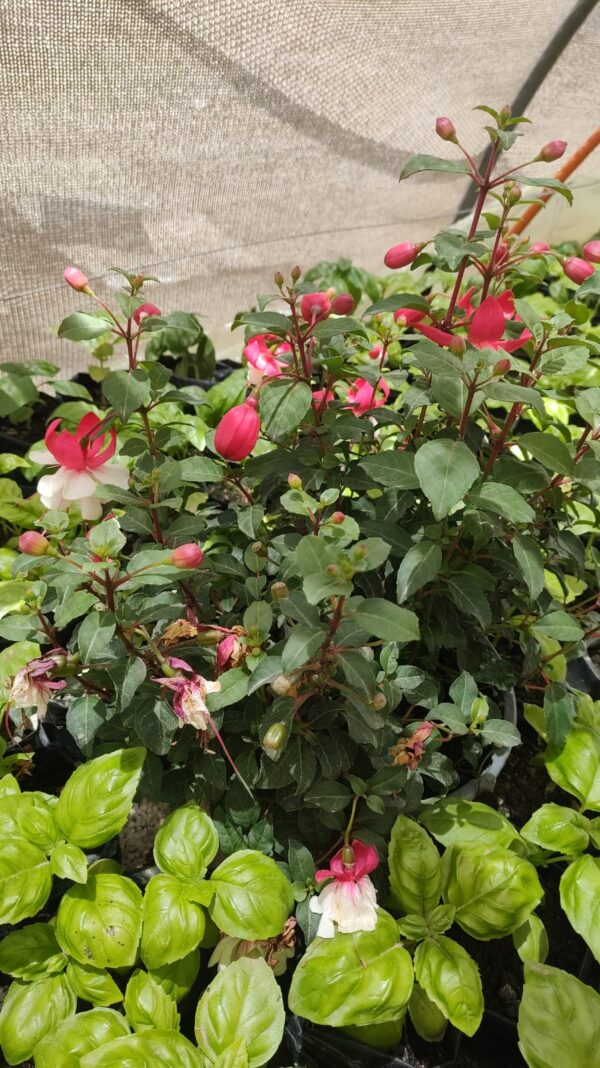 Fucsia blanca - Próximamente