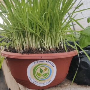 Hierba gatera