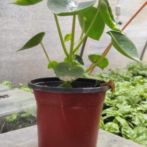 Peperomia cuchara - Próximamente