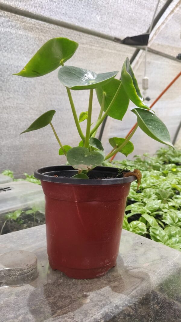 Peperomia cuchara - Próximamente